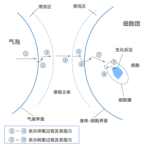 氧从气泡到细胞中传递过程示意图 氧从气泡到细胞中传递过程示意图